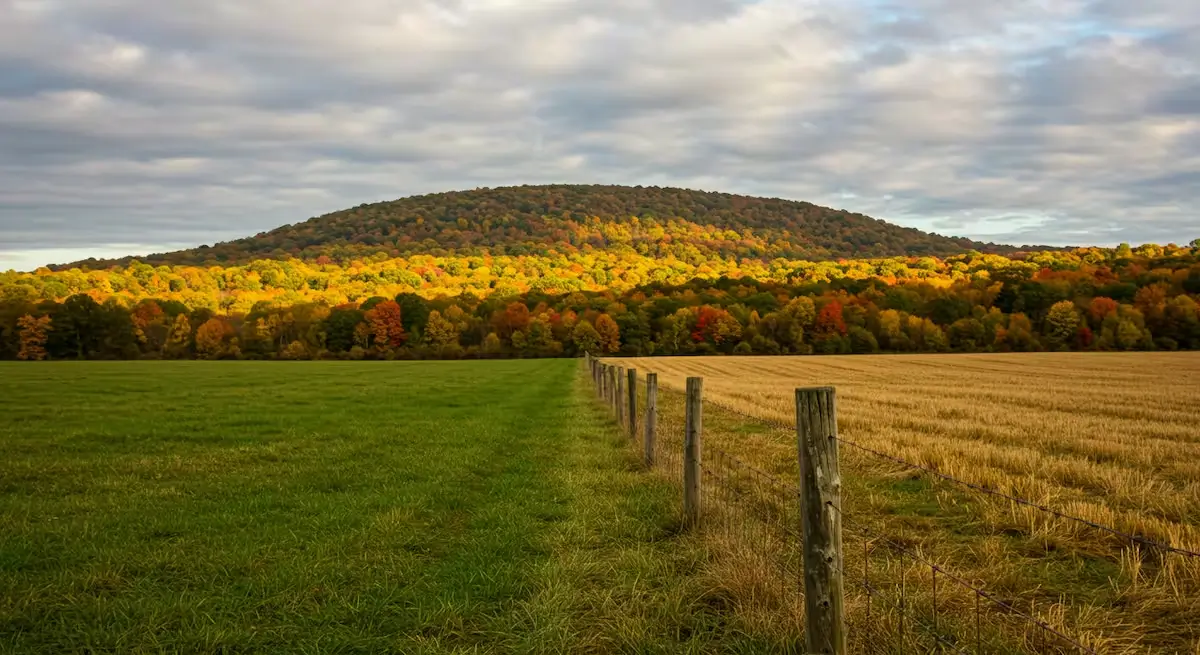 field divided into two parts by a fence