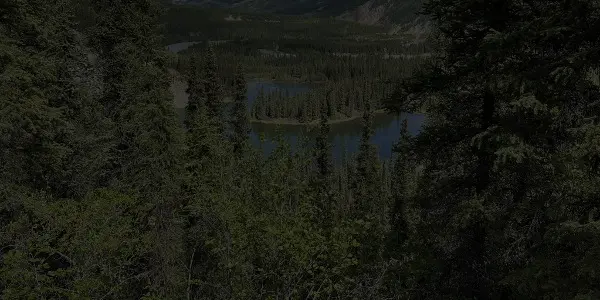 A scenic view of a forested area in Alaska with dense green trees, a winding river, and mountains in the background under daylight.