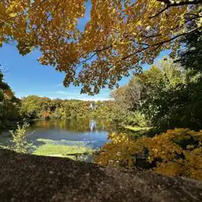 A lush green forest in Illinois surrounds a calm lake under a blue sky, with tree branches and leaves arching over the scene from above.
