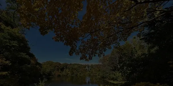A lush green forest in Illinois surrounds a calm lake under a blue sky, with tree branches and leaves arching over the scene from above.