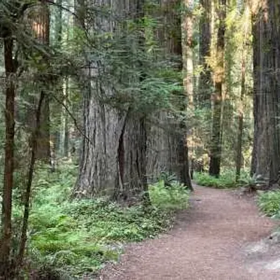 A narrow dirt path winds through a dense California forest of tall, thick trees and lush green ferns, with sunlight faintly filtering through the canopy above.