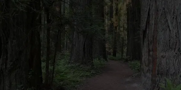 A narrow dirt path winds through a dense California forest of tall, thick trees and lush green ferns, with sunlight faintly filtering through the canopy above.