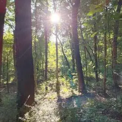 Sunlight filters through tall trees in a dense Indiana forest, casting long shadows and illuminating the green foliage on the ground.
