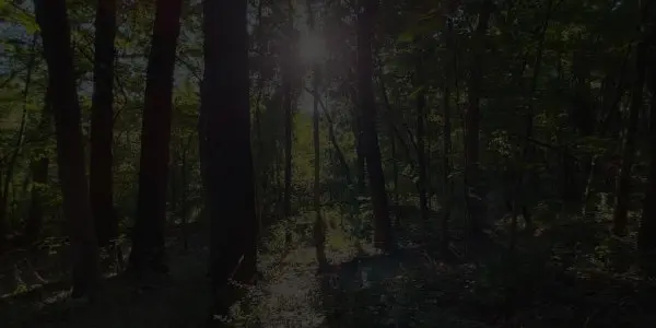 Sunlight filters through tall trees in a dense Indiana forest, casting long shadows and illuminating the green foliage on the ground.