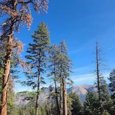 Tall pine trees stand against a clear blue Oregon sky, with distant mountains visible through the forest. Sunlight filters through the branches, creating a serene and peaceful natural landscape.