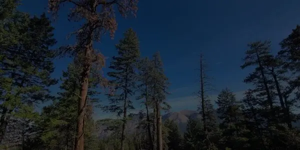 Tall pine trees stand against a clear blue Oregon sky, with distant mountains visible through the forest. Sunlight filters through the branches, creating a serene and peaceful natural landscape.