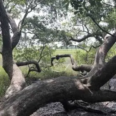 A large, sprawling tree with thick, twisted branches stretches across a marshy area in South Carolina, surrounded by dense greenery and tall grass in a natural landscape.