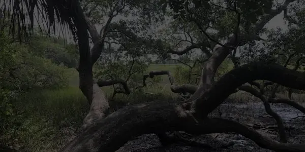 A large, sprawling tree with thick, twisted branches stretches across a marshy area in South Carolina, surrounded by dense greenery and tall grass in a natural landscape.