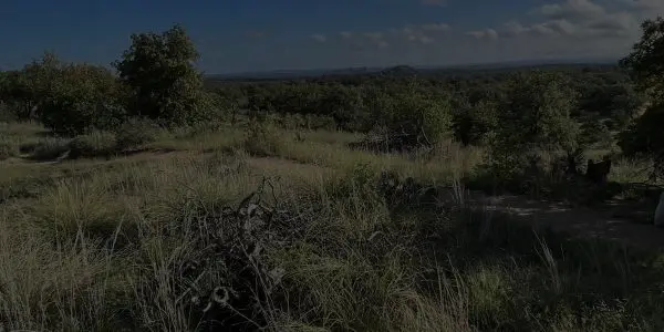 A grassy Texas landscape with scattered bushes and trees under a partly cloudy sky, with rolling hills visible in the distance.