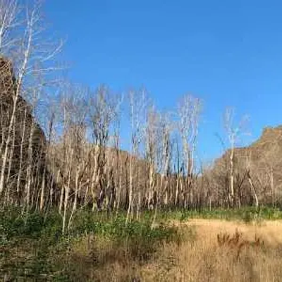 A leafless grove of tall trees stands in a dry, grassy Washington valley, surrounded by rocky cliffs under a clear, deep blue sky.