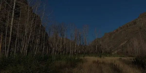 A leafless grove of tall trees stands in a dry, grassy Washington valley, surrounded by rocky cliffs under a clear, deep blue sky.