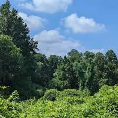 Dense green forest with tall trees and thick undergrowth stretches beneath a blue Maryland sky dotted with white clouds.