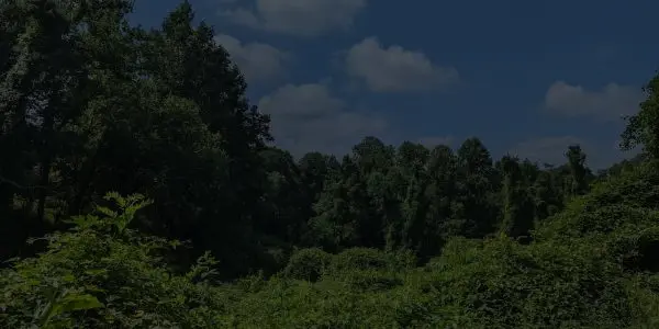 Dense green forest with tall trees and thick undergrowth stretches beneath a blue Maryland sky dotted with white clouds.