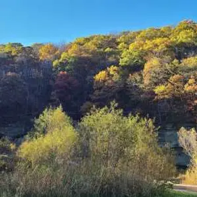 A hillside in Iowa covered in trees with autumn foliage under a clear blue sky; bushes and grasses grow in the foreground beside a path.
