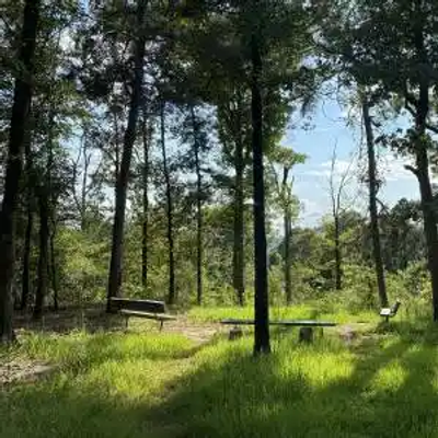 A shady Louisiana forest clearing with green grass, surrounded by tall trees. Two park benches and a table create a quiet, peaceful spot in nature as sunlight filters through the leaves, casting long shadows.