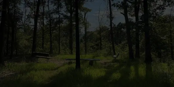 A shady Louisiana forest clearing with green grass, surrounded by tall trees. Two park benches and a table create a quiet, peaceful spot in nature as sunlight filters through the leaves, casting long shadows.