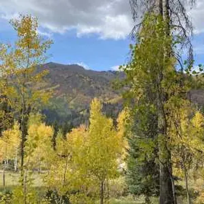 A scenic view of a Nevada forest with tall trees, some adorned with yellow autumn leaves, and majestic mountains in the background under a partly cloudy sky.