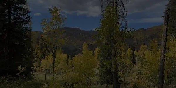 A scenic view of a Nevada forest with tall trees, some adorned with yellow autumn leaves, and majestic mountains in the background under a partly cloudy sky.