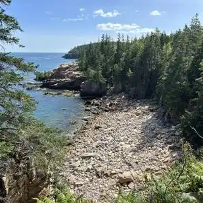 A rocky Maine shoreline bordered by dense green trees slopes down to calm blue water under a clear sky. Ferns and shrubs grow in the foreground, with rocks and pebbles covering much of the shore.
