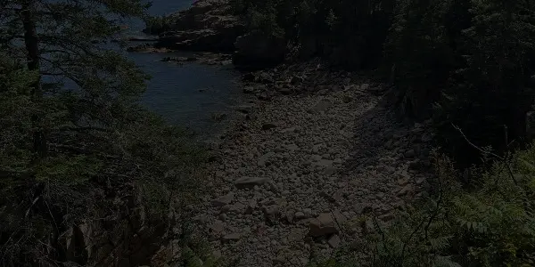 A rocky Maine shoreline bordered by dense green trees slopes down to calm blue water under a clear sky. Ferns and shrubs grow in the foreground, with rocks and pebbles covering much of the shore.