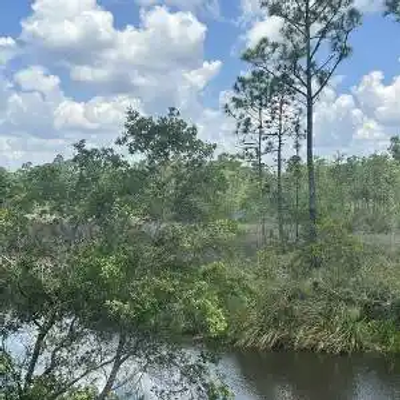 A river winds through a dense forest with tall trees and thick greenery under a partly cloudy sky, reminiscent of the tranquil scenes along the Mississippi.
