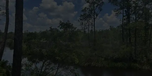 A river winds through a dense forest with tall trees and thick greenery under a partly cloudy sky, reminiscent of the tranquil scenes along the Mississippi.