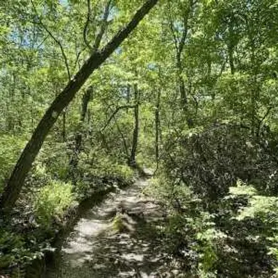 A narrow dirt path winds through a lush, green New Jersey forest with tall trees and dense foliage, sunlight filtering through the leaves.