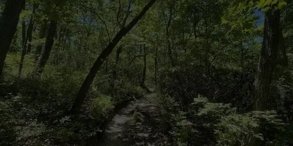 A narrow dirt path winds through a lush, green New Jersey forest with tall trees and dense foliage, sunlight filtering through the leaves.