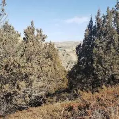 A dense cluster of tall evergreen trees rises in North Dakota, with a glimpse of distant hills under a clear sky.