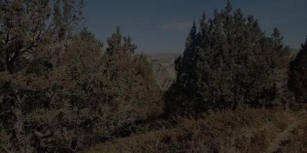 A dense cluster of tall evergreen trees rises in North Dakota, with a glimpse of distant hills under a clear sky.